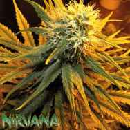 Nirvana Seeds Misty Kush